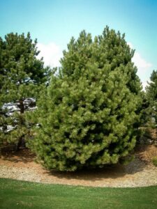 Сосна Чёрная (Pinus Nigra) купить по цене от 270.00р. в интернет-магазине «Посадика» с доставкой почтой в в Кызыле и по всей России – [изображение №1].