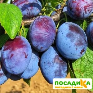 Слива Чачакская ранняя купить по цене от 229.00р. в интернет-магазине «Посадика» с доставкой почтой в в Кызыле и по всей России – [изображение №1].