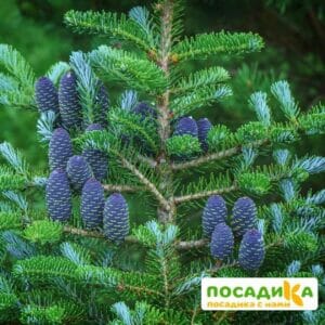 Пихта корейская (Abies koreana) купить по цене от 450.00р. в интернет-магазине «Посадика» с доставкой почтой в в Кызыле и по всей России – [изображение №1].