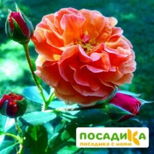 Роза Арабия купить по цене от 350.00р. в интернет-магазине «Посадика» с доставкой почтой в в Кызыле и по всей России – [изображение №1].