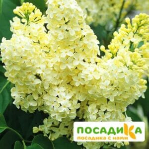 Сирень Примроуз (Primrose) купить по цене от 529.00р. в интернет-магазине «Посадика» с доставкой почтой в в Кызыле и по всей России – [изображение №1].