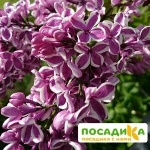 Сирень Сенсация купить по цене от 529.00р. в интернет-магазине «Посадика» с доставкой почтой в в Кызыле и по всей России – [изображение №1].