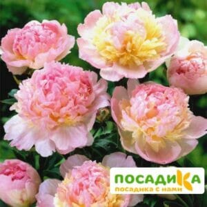 Пион Распберри Сандей (Paeonia Raspberry Sundae) купить по цене от 959р. в интернет-магазине «Посадика» с доставкой почтой в в Кызыле и по всей России – [изображение №1].