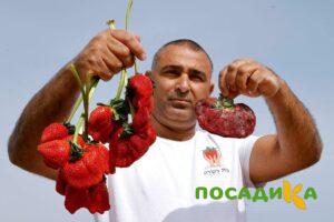 Клубника Гигант Джорнея купить по цене от 266р. в интернет-магазине «Посадика» с доставкой почтой в в Кызыле и по всей России – [изображение №1].