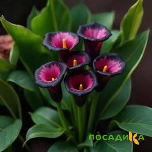 Калла Аура Лейс купить по цене от 400р. в интернет-магазине «Посадика» с доставкой почтой в в Кызыле и по всей России – [изображение №1].
