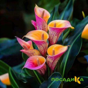 Калла Оникс купить по цене от 450р. в интернет-магазине «Посадика» с доставкой почтой в в Кызыле и по всей России – [изображение №1].