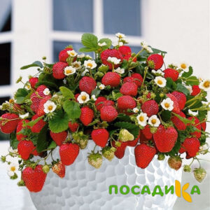 Клубника Рубиновый Шепот (горшечная) купить по цене от 240р. в интернет-магазине «Посадика» с доставкой почтой в в Кызыле и по всей России – [изображение №1].