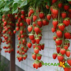 Клубника вьющаяся Комплимент купить по цене от 470р. в интернет-магазине «Посадика» с доставкой почтой в в Кызыле и по всей России – [изображение №1].