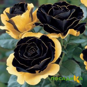 Роза Ханни Сикл купить по цене от 700р. в интернет-магазине «Посадика» с доставкой почтой в в Кызыле и по всей России – [изображение №1].