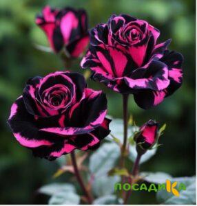 Роза Багровый Шепот купить по цене от 366р. в интернет-магазине «Посадика» с доставкой почтой в в Кызыле и по всей России – [изображение №1].