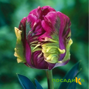 Тюльпан Экзотик Хэвен купить по цене от 186р. в интернет-магазине «Посадика» с доставкой почтой в в Кызыле и по всей России – [изображение №1].
