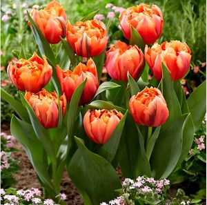 Тюльпан Гудошник Дабл купить по цене от 185р. в интернет-магазине «Посадика» с доставкой почтой в в Кызыле и по всей России – [изображение №1].