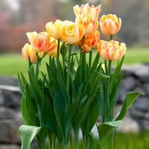 Тюльпан Верона Санрайз купить по цене от 280р. в интернет-магазине «Посадика» с доставкой почтой в в Кызыле и по всей России – [изображение №1].