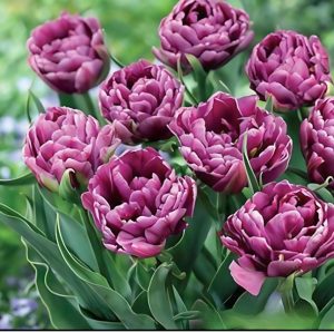 Тюльпан Айс Крим купить по цене от 430р. в интернет-магазине «Посадика» с доставкой почтой в в Кызыле и по всей России – [изображение №1].