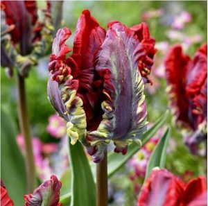 Тюльпан Рококо купить по цене от 350р. в интернет-магазине «Посадика» с доставкой почтой в в Кызыле и по всей России – [изображение №1].