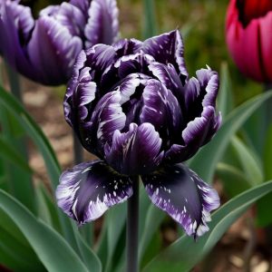 Тюльпан Индиго купить по цене от 600р. в интернет-магазине «Посадика» с доставкой почтой в в Кызыле и по всей России – [изображение №1].