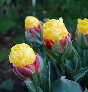 Тюльпан Айс Крим Банана купить по цене от 360р. в интернет-магазине «Посадика» с доставкой почтой в в Кызыле и по всей России – [изображение №1].