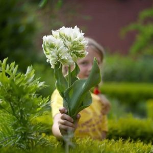 Тюльпан Супер Пэррот купить по цене от 360р. в интернет-магазине «Посадика» с доставкой почтой в в Кызыле и по всей России – [изображение №1].