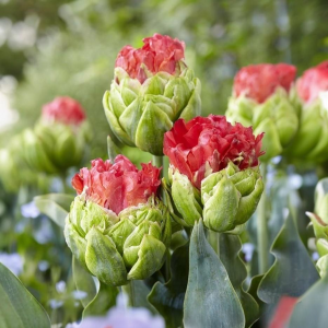 Тюльпан Бычий Глаз купить по цене от 275р. в интернет-магазине «Посадика» с доставкой почтой в в Кызыле и по всей России – [изображение №1].