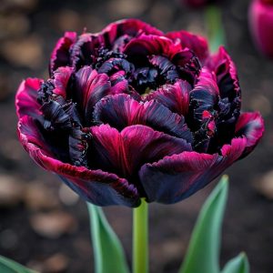 Тюльпан Фламинго купить по цене от 500р. в интернет-магазине «Посадика» с доставкой почтой в в Кызыле и по всей России – [изображение №1].