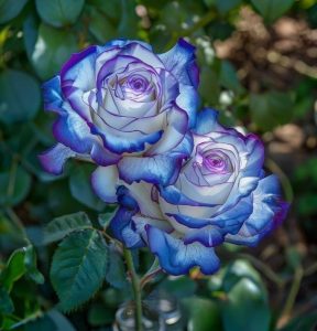 Роза Пэтолз Хоуп купить по цене от 333р. в интернет-магазине «Посадика» с доставкой почтой в в Кызыле и по всей России – [изображение №1].