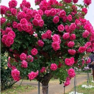 Роза Версаля купить по цене от 232р. в интернет-магазине «Посадика» с доставкой почтой в в Кызыле и по всей России – [изображение №1].