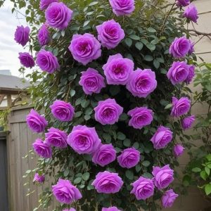 Роза Мистик Уайт купить по цене от 620р. в интернет-магазине «Посадика» с доставкой почтой в в Кызыле и по всей России – [изображение №1].