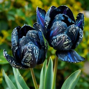 Тюльпан Блю Фог купить по цене от 500р. в интернет-магазине «Посадика» с доставкой почтой в в Кызыле и по всей России – [изображение №1].