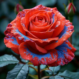 Роза Сикрет Гарден купить по цене от 619р. в интернет-магазине «Посадика» с доставкой почтой в в Кызыле и по всей России – [изображение №1].