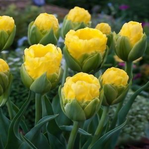 Тюльпан махровый Ванила Коп купить по цене от 159р. в интернет-магазине «Посадика» с доставкой почтой в в Кызыле и по всей России – [изображение №1].