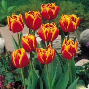 Тюльпан Блэк Фаер купить по цене от 275р. в интернет-магазине «Посадика» с доставкой почтой в в Кызыле и по всей России – [изображение №1].