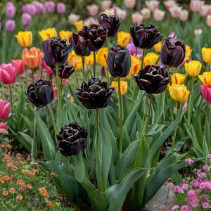 Тюльпан махровый Рейдинс Дарк купить по цене от 230р. в интернет-магазине «Посадика» с доставкой почтой в в Кызыле и по всей России – [изображение №1].