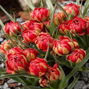 Тюльпан Ап Пинк купить по цене от 390р. в интернет-магазине «Посадика» с доставкой почтой в в Кызыле и по всей России – [изображение №1].