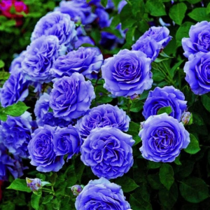 Роза Блю Мун купить по цене от 450р. в интернет-магазине «Посадика» с доставкой почтой в в Кызыле и по всей России – [изображение №1].
