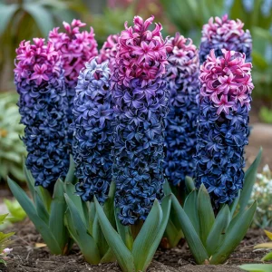 Гиацинт Блю Спринг купить по цене от 2099р. в интернет-магазине «Посадика» с доставкой почтой в в Кызыле и по всей России – [изображение №1].