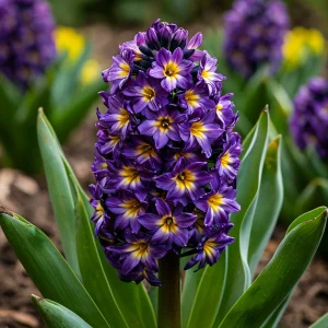 Гиацинт Вельвет Колор купить по цене от 2099р. в интернет-магазине «Посадика» с доставкой почтой в в Кызыле и по всей России – [изображение №1].