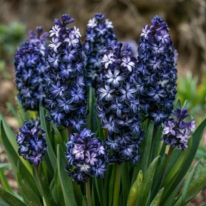 Гиацинт Блум Клауд купить по цене от 2099р. в интернет-магазине «Посадика» с доставкой почтой в в Кызыле и по всей России – [изображение №1].