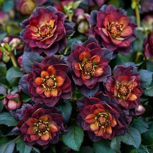 Морозник Сноу Дроп купить по цене от 348р. в интернет-магазине «Посадика» с доставкой почтой в в Кызыле и по всей России – [изображение №1].