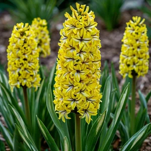 Гиацинт Сансет Голд купить по цене от 2099р. в интернет-магазине «Посадика» с доставкой почтой в в Кызыле и по всей России – [изображение №1].