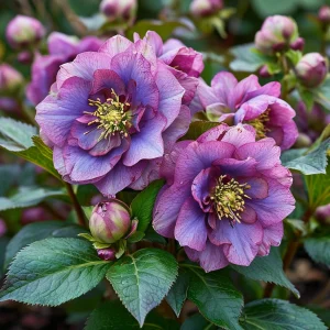 Морозник Айс Принцесс Чарм купить по цене от 650р. в интернет-магазине «Посадика» с доставкой почтой в в Кызыле и по всей России – [изображение №1].