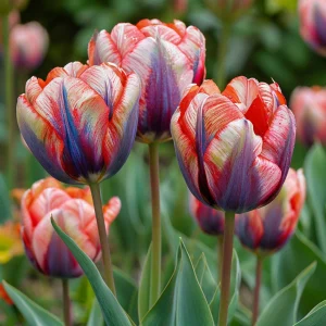 Тюльпан Эбисан Грэйс купить по цене от 217р. в интернет-магазине «Посадика» с доставкой почтой в в Кызыле и по всей России – [изображение №1].