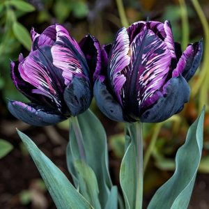 Тюльпан Блэк Каньон купить по цене от 305р. в интернет-магазине «Посадика» с доставкой почтой в в Кызыле и по всей России – [изображение №1].