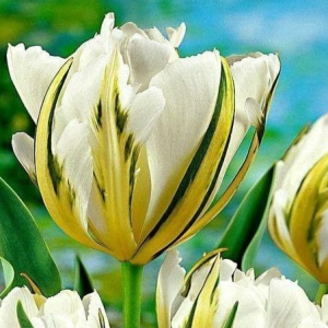 Тюльпан Экзотик Пуруссима купить по цене от 305р. в интернет-магазине «Посадика» с доставкой почтой в в Кызыле и по всей России – [изображение №1].