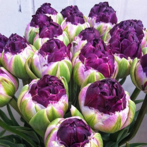 Тюльпан Анаконда купить по цене от 450р. в интернет-магазине «Посадика» с доставкой почтой в в Кызыле и по всей России – [изображение №1].