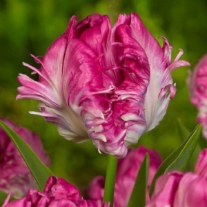 Тюльпан махровый Кул Кристал купить по цене от 400р. в интернет-магазине «Посадика» с доставкой почтой в в Кызыле и по всей России – [изображение №1].