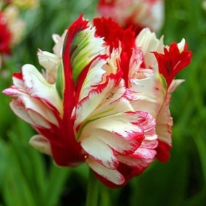 Тюльпан Эстелла Рижнвельд купить по цене от 500р. в интернет-магазине «Посадика» с доставкой почтой в в Кызыле и по всей России – [изображение №1].