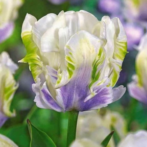 Тюльпан Уайт Лизарт купить по цене от 360р. в интернет-магазине «Посадика» с доставкой почтой в в Кызыле и по всей России – [изображение №1].