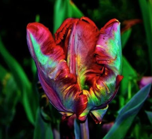 Тюльпан Эирпрайз купить по цене от 270р. в интернет-магазине «Посадика» с доставкой почтой в в Кызыле и по всей России – [изображение №1].