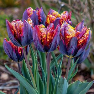 Тюльпан Опал Дрим купить по цене от 207р. в интернет-магазине «Посадика» с доставкой почтой в в Кызыле и по всей России – [изображение №1].