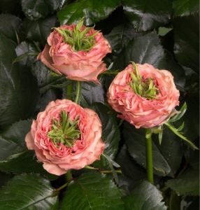 Роза Амбер Инчант купить по цене от 495р. в интернет-магазине «Посадика» с доставкой почтой в в Кызыле и по всей России – [изображение №1].